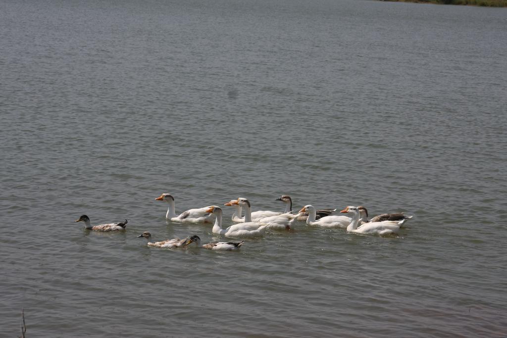 Juesta Lake Nahargarh Palace, Chittorgarh Pārsoli Esterno foto